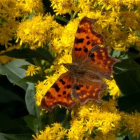 Early Goldenrod